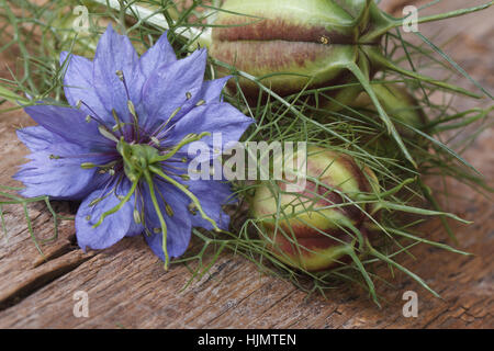 Nigella flower with a bud macro on a wooden table. horizontal Stock Photo