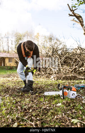 Lumberjack putting on a harness going to prune a tree. Stock Photo