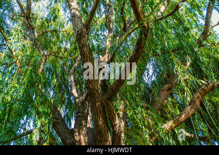 Branches and trunk old huge tree weeping willow Stock Photo