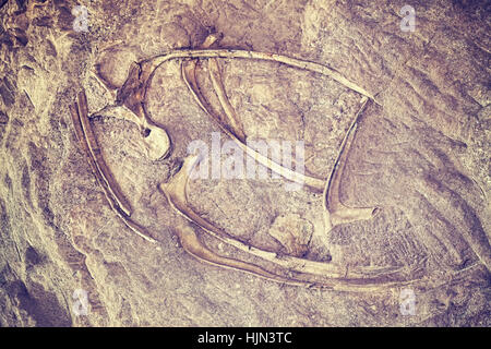 Color toned dinosaur skeleton in Dinosaur National Monument, Utah, USA. Stock Photo