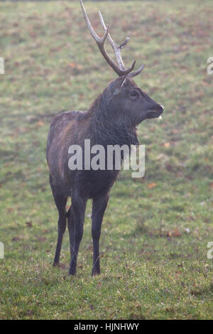 An Indian Hog Deer Stag standing in a field Stock Photo