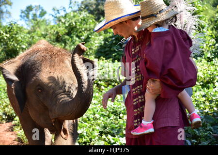 Playing with cub elephants in Elephant Rescue Park (Chiang Mai - Thailand) Stock Photo