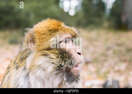 Side profile of the face, barbary macaque monkey, Ifrane, Morocco Stock Photo