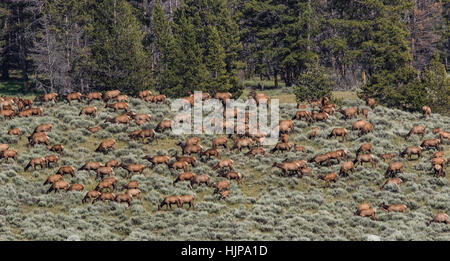 Rocky Mountain Elk Herd in Yellowstone National Park Stock Photo