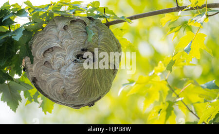 Large nest of wasps hangs overhead on a tree branch.  Hazardous insects seem to keep to themselves as they build their nest in springtime. Stock Photo