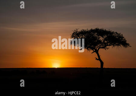 Sunrise behind an acacia tree in the Masai Mara, Kenya, East Africa, Dawn in the savannah Stock Photo
