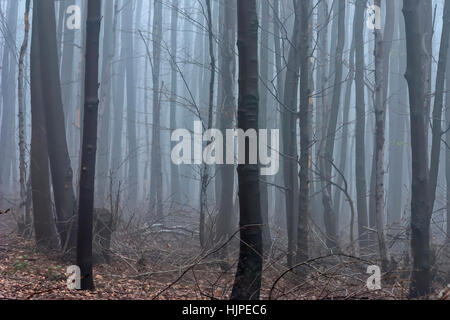 Beech forest in the fog Stock Photo