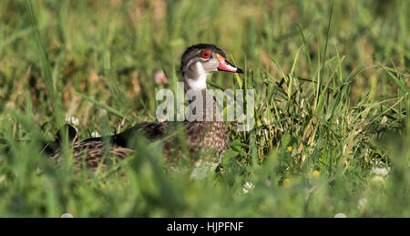 Wood duck - eclipse male Stock Photo