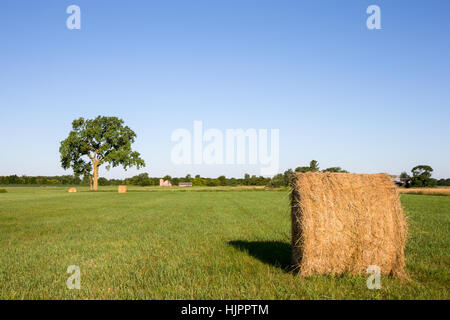 Golden hay bales in a green field.  Focus on foreground bale with large tree and a farm in the background.  Copy space in sky. Stock Photo