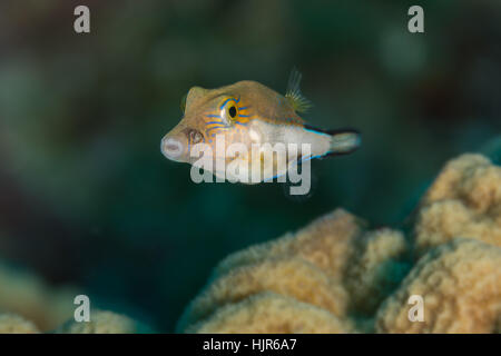 Sharpnose puffer (Canthigaster rostrata) portrait with the eyes ...