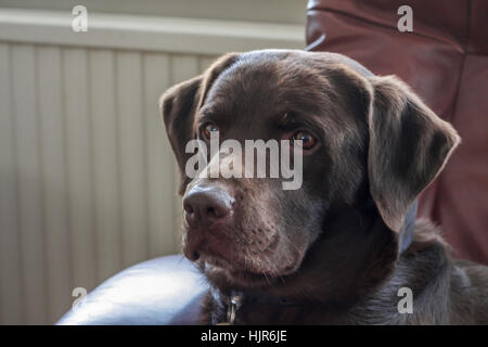 Close-up of red/brown/chocolate labrador retriever dog sat on chair in room Stock Photo