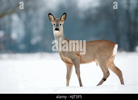 Young male roe deer without antlers during winter time Stock Photo