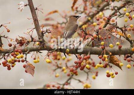 Cedar Waxwings in berry tree Stock Photo