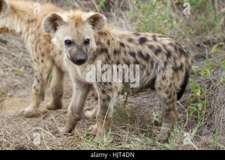 hyena den spotted close cub its alamy cubs their