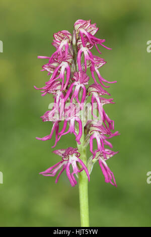Very rare hybrid between Monkey Orchid (Orchis simia) x Man Orchid (Orchis anthropophora), on the North Downs of Kent, UK Stock Photo