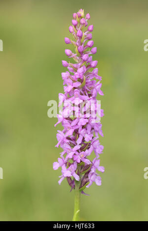 Marsh Fragrant Orchid (Gymnadenia densiflora), a pink orchid flowering - unusually - in a chalk quarry in Durham Stock Photo