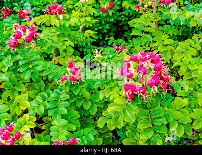 Rose hips on a bush; Hagebutten an einem Busch Stock Photo