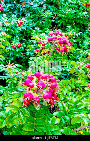 Rose hips on a bush; Hagebutten an einem Busch Stock Photo