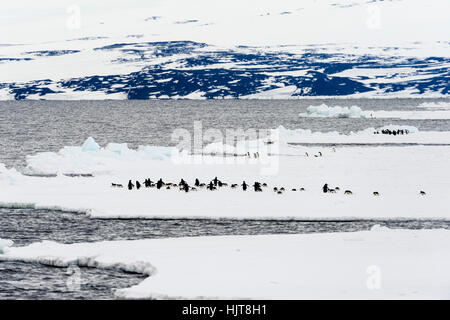 Emperor and Adelie Penguins congregate on the sea ice edge in Antarctica. Stock Photo