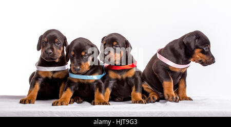Group Of Doberman Puppies, isolated on white background Stock Photo - Alamy