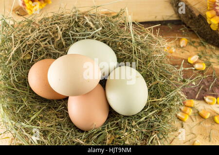 Bunch of raw chicken eggs in a nest Stock Photo