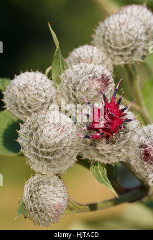 Burdock flowers outdoors in summer vertical macro Stock Photo