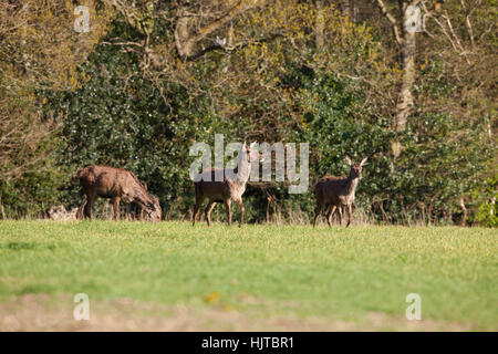 Red Deer (Cervus elaphus). Hinds with previous years calves, emerging from woodland cover to feed on winter sown cereal crop. Ingham. Norfolk. April. Stock Photo