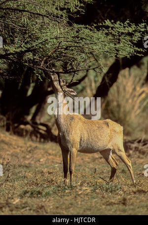 female Nilgai, (Boselaphus tragocamelus), eating leaves from a tree,Keoladeo Ghana National Park,Bharatpur, India Stock Photo