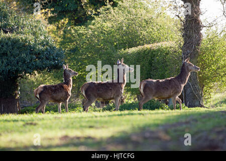 Red Deer (Cervus elaphas). Lead Hind, cautiously,all senses alert, deliberating when to go through a roadside hedge to cross a road off right. Norfolk Stock Photo