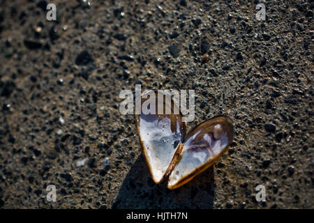 Heart shaped seashell found on concrete background Stock Photo