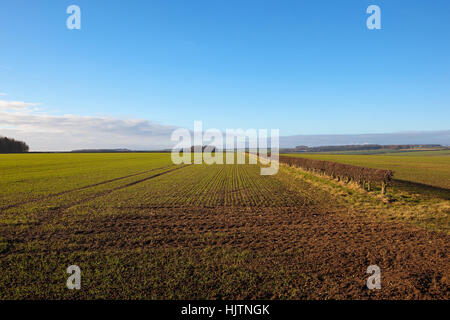 A field of seedling cereal plants by  a hawthorn hedgerow in a Yorkshire wolds landscape under a blue sky in winter Stock Photo