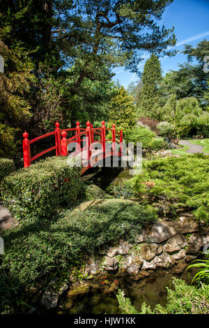 Japanese garden, National Stud, Kildare, Ireland Stock Photo