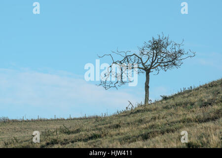 A lone tree on the slopes of the South Downs close to Brighton. Stock Photo