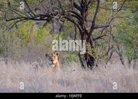 Lioness (Panthera leo), resting, in high grass, Kruger National Park, South Africa Stock Photo