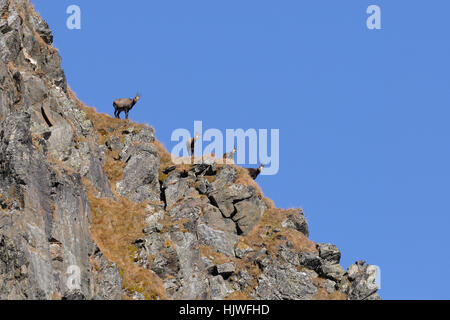 Chamois (Rupicapra rupicapra) on rock, mountainside, Tyrol, Austria Stock Photo