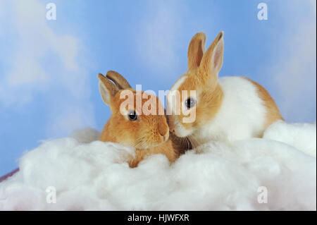 White spotted and brown adult dwarf rabbits sitting in cotton Stock Photo