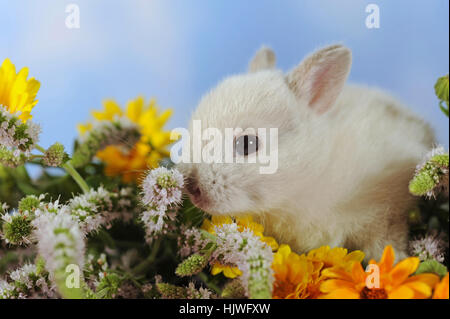 Silver dwarf rabbit sitting in marigold Stock Photo