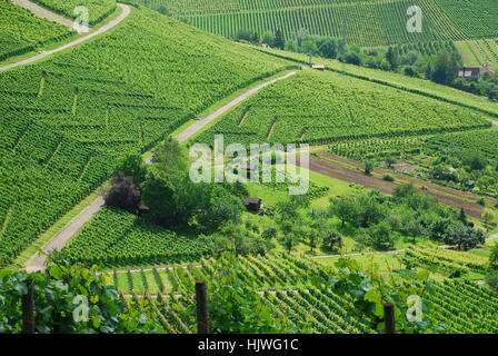 Vineyards near Uhlbach Stuttgart Baden Wuerttemberg Germany Stock Photo