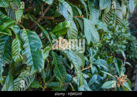 Masakijima, Shima City, Mie Prefecture,Japan Stock Photo