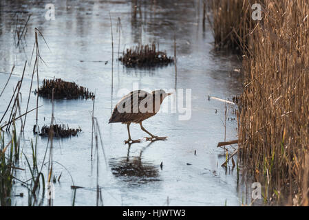 A Bittern crossing between two reed beds Stock Photo - Alamy