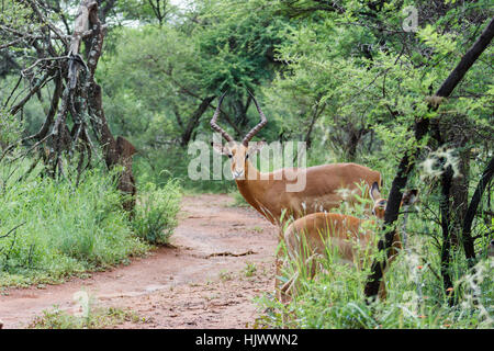 Impala male looking down the road to see if its save to cross Stock Photo