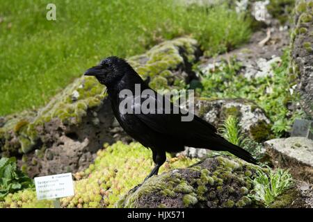 Ravane hi-res stock photography and images - Alamy