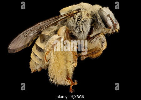 Diadasia rinconis, right, Pima Co., AZ 2016-09-30-17.55 Diadasia rinconis, right, Pima Co, AZ 2016-09-30-1755 Stock Photo