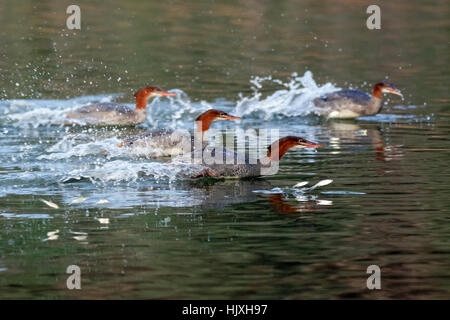 Common Mergansers going after jumping fish (Mergus merganser), Oregon, Ashland, Emigrant Lake, Taken 08.13 Stock Photo