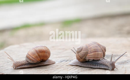 Helix pomatia, common names the Burgundy snail, Roman snail, edible snail or escargot Stock Photo