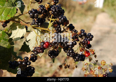 A dark blackberries on the green bush Stock Photo