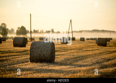 Golden hay bales in countryside. Stock Photo