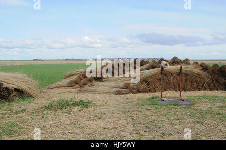 sylt, reed, hill, plant, tackle, field, conservation of nature, europe, Stock Photo