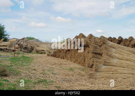 sylt, reed, hill, plant, tackle, field, conservation of nature, europe, Stock Photo