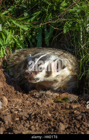 American Badger (Taxidea taxus), adult with ground squirrel prey ...